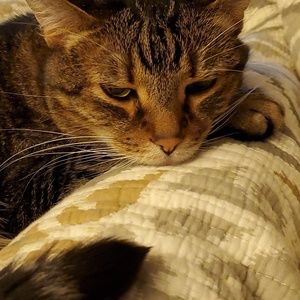 Meet your Posher, Joy